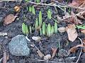 2014-1227-1225_Daffodils_4C